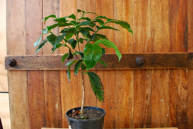 Black Betty Cafe - Hospitality and gastronomy