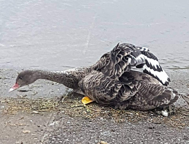 44 Bridge Street, Tokoroa 3420, New Zealand