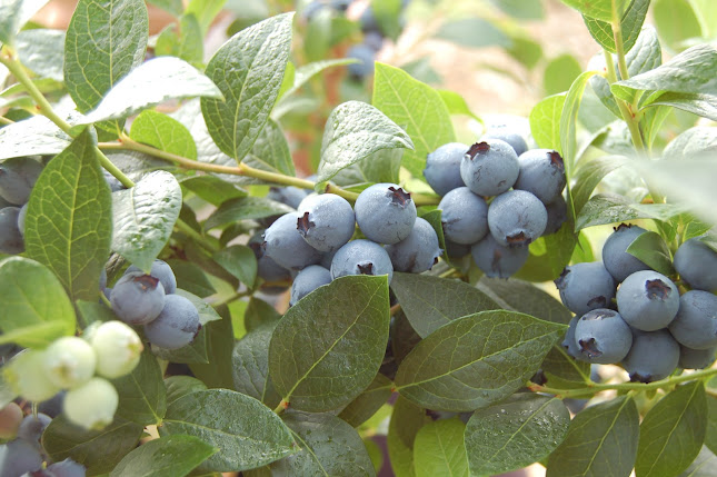 Comentarii opinii despre Blue River Orchard