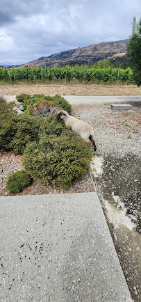 Nanny Goat Vineyard & Cellar Door - Wānaka