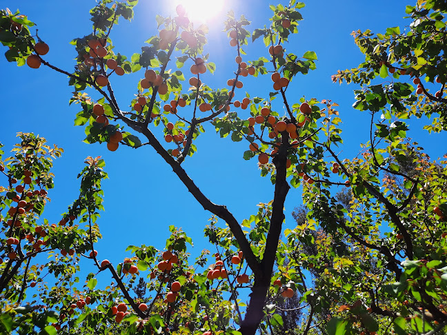 Hobbs Family Partnership Orchard and Fruit Stall - Roxburgh