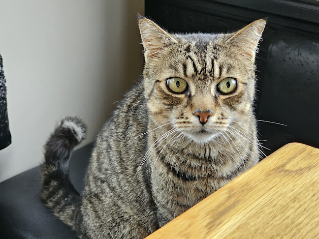 The Corner Stone Cafe Open Times