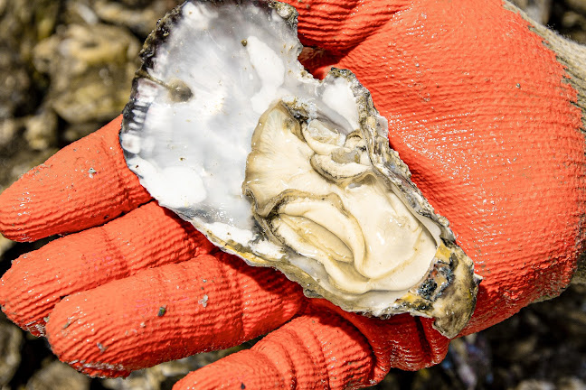 Ohiwa Oyster Farm - Wellington