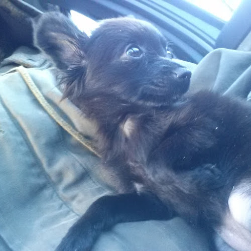 Danimals Bar And Chill - Hamilton