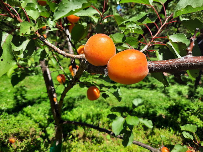 Hobbs Family Partnership Orchard and Fruit Stall