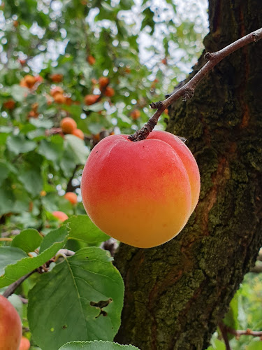 Hobbs Family Partnership Orchard and Fruit Stall - Hospitality and gastronomy