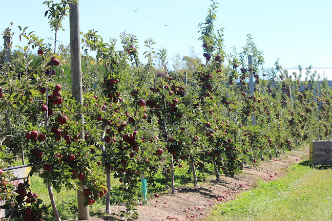 Fruit Direct Phone number