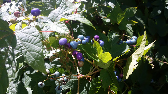 Windsong Orchard - Renwick