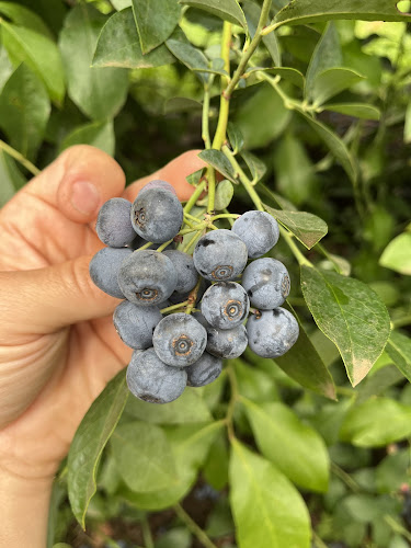 Opinii despre Blue River Orchard în Waipapa - Hospitality and gastronomy