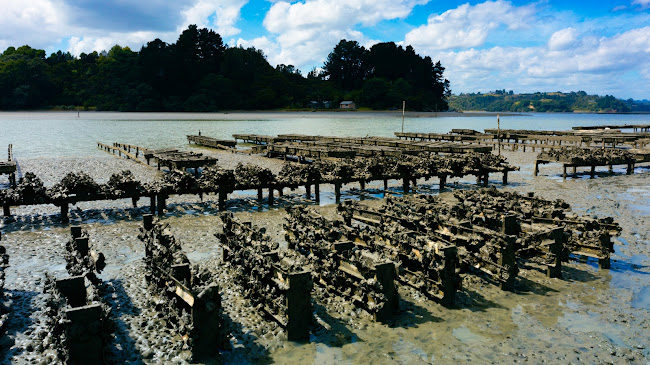 Reviews of Ohiwa Oyster Farm in Wellington - Hospitality and gastronomy