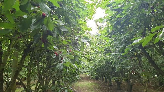 Gracebrook Orchard - Amberley