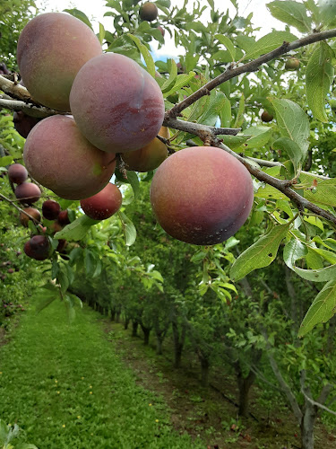 Comentarii opinii despre Roberts Family Fruit Country Store