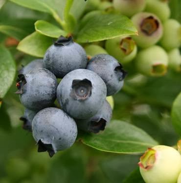 Opinii despre Blueberry Country în Ōhaupō - Hospitality and gastronomy