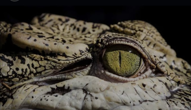 Opinii despre Hunduos bar and eatery în Wellington - Hospitality and gastronomy