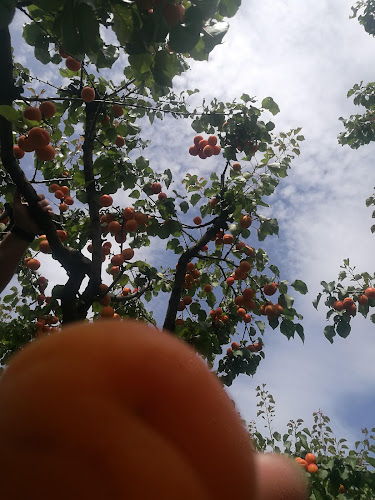 Hobbs Family Partnership Orchard and Fruit Stall - Hospitality and gastronomy