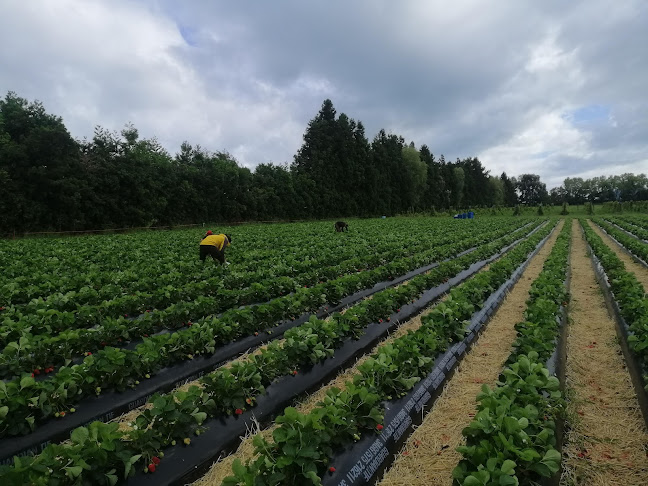 Reviews of R n' Bees Berry Farm in Thornton - Hospitality and gastronomy