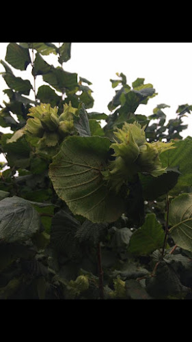 Canterbury Nut Company Ltd