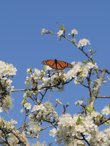 Colenso Country Cafe [ Cafe | Gift Shop | Orchard ] - Hospitality and gastronomy