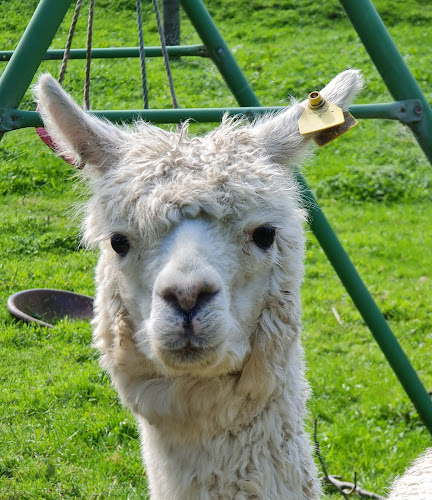 Murrayfield Cafe - Hospitality and gastronomy