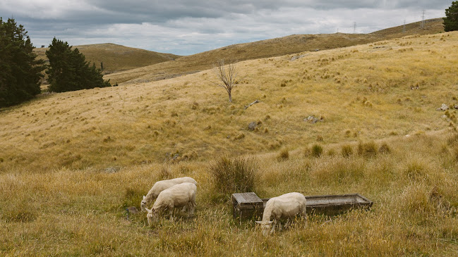 Tussock Hill Vineyard and Cellar Door Restaurant - Hospitality and gastronomy