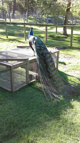 The Cheeky Llama Cafe