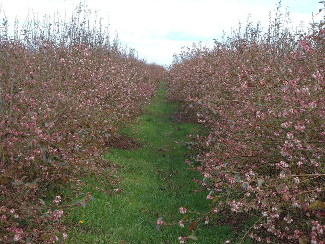 Monavale Blueberries - Cambridge