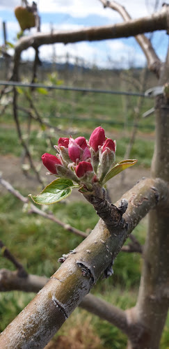 Comentarii opinii despre Riverland Fruit Company