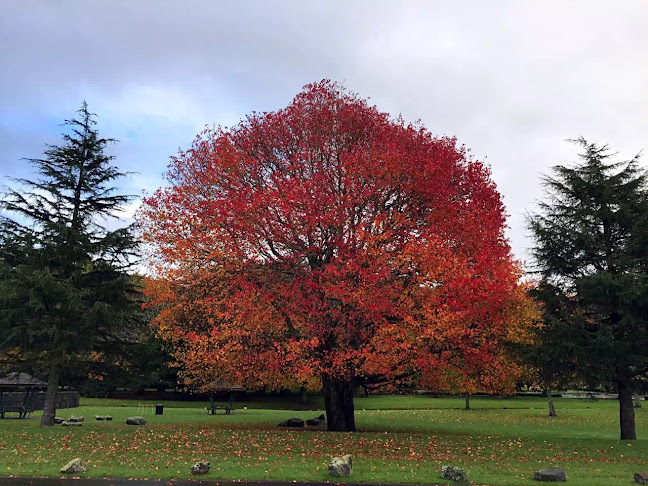 Cornwall Park Cafe - Hospitality and gastronomy