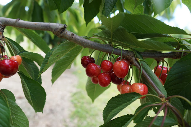 Opinii despre Perriam Orchard în Cromwell - Hospitality and gastronomy