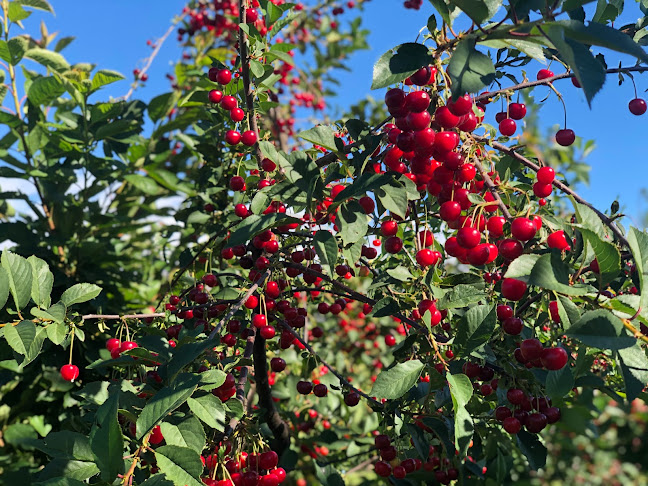 Opinii despre Fortune Fruit Company în Cromwell - Hospitality and gastronomy