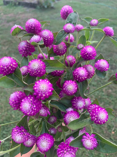 Comentarii opinii despre GreenBow Flora