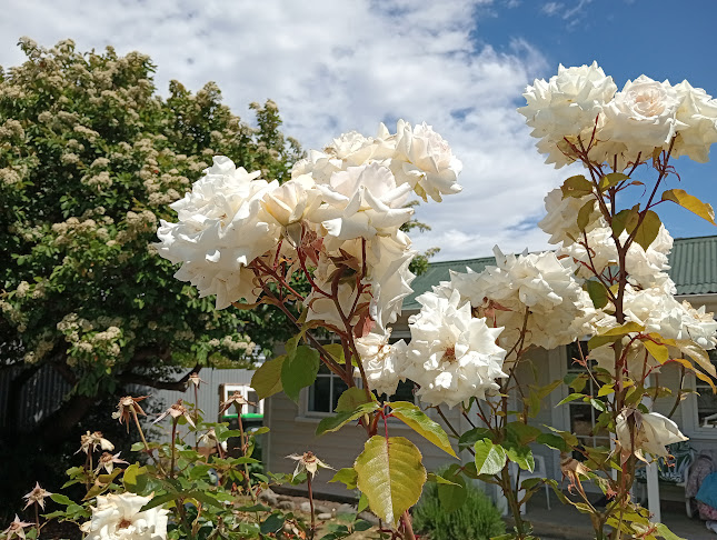 clyde village store & cafe - Hospitality and gastronomy