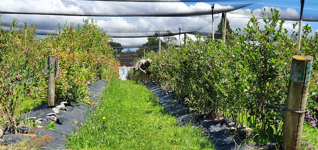 Windsong Orchard - Hospitality and gastronomy