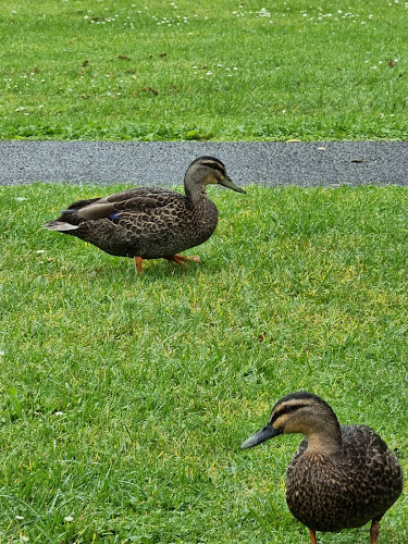 Scholars Cafe - Auckland