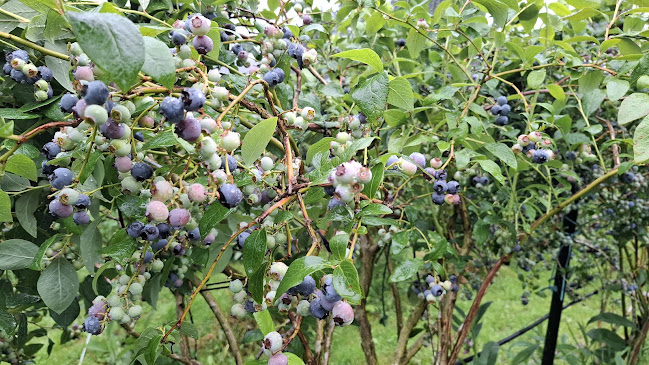 Blueberry Fields Forever (PYO) - Hospitality and gastronomy