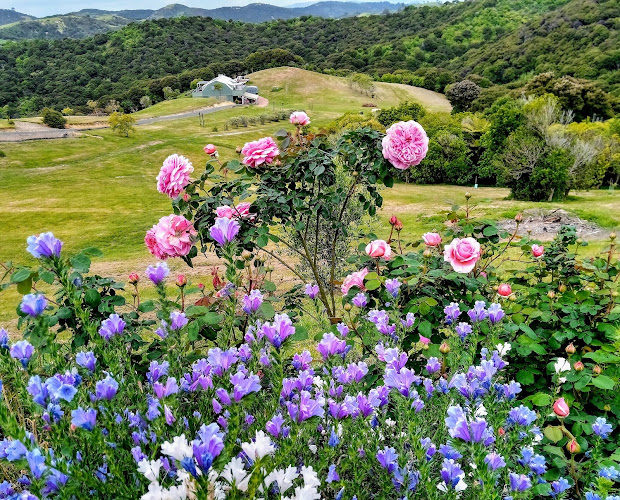 Opinii despre Waiheke flowers în Waiheke Island - Hospitality and gastronomy