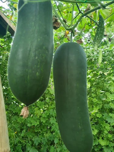 Comentarii opinii despre Volcanic Country Produce