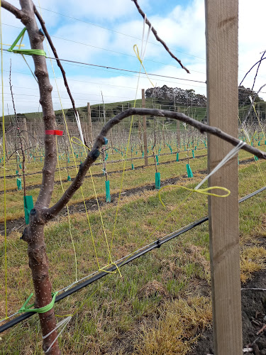 Opinii despre Riverland Fruit Company în Gisborne - Hospitality and gastronomy