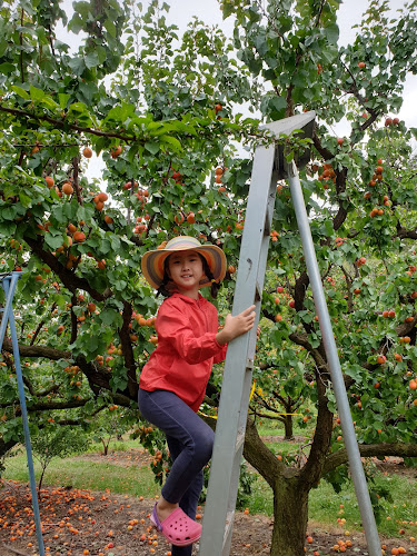 161 Teviot Road, Roxburgh 9572, New Zealand