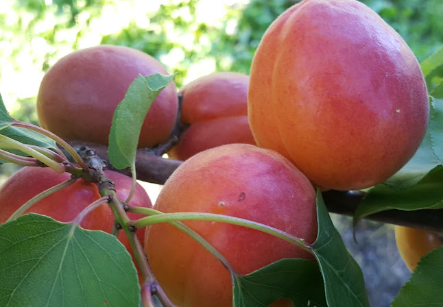 Roberts Family Fruit Country Store - Alexandra
