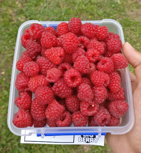 Opinii despre The Big Berry în Appleby - Hospitality and gastronomy