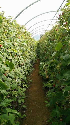 Opinii despre Swanson's Gardens în Levin - Hospitality and gastronomy