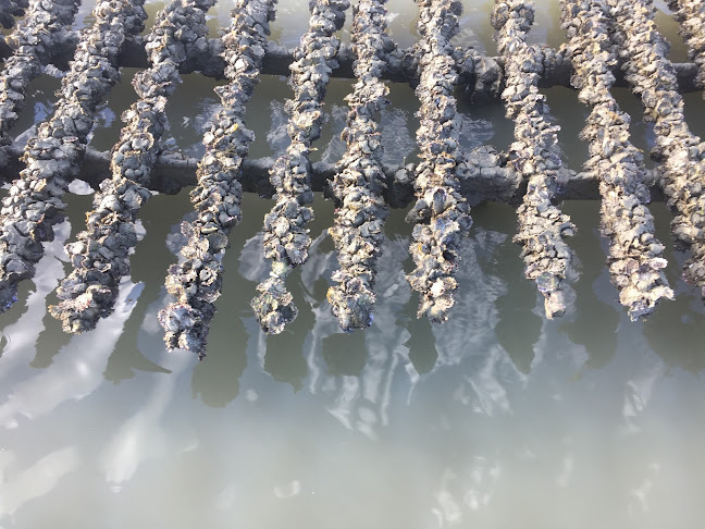 Comentarii opinii despre Bay Of Islands Oysters