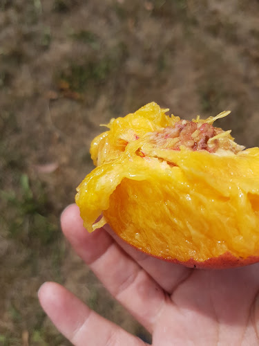 Reviews of Hobbs Family Partnership Orchard and Fruit Stall in Roxburgh - Hospitality and gastronomy