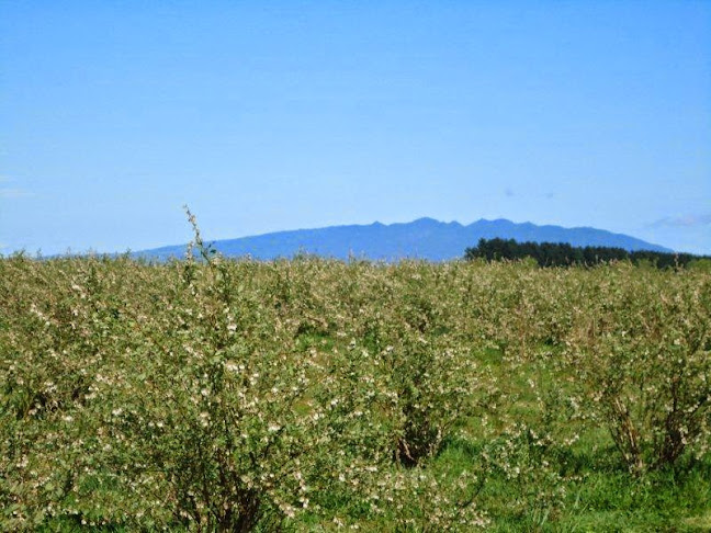 Monavale Blueberries