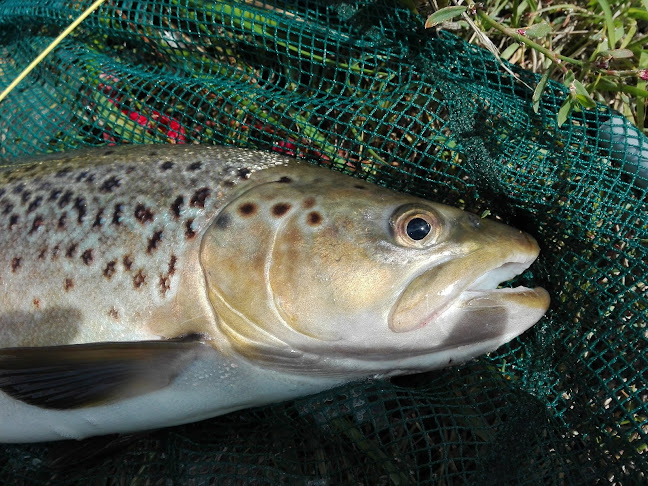 Opinii despre Falls Hotel în Mataura - Hospitality and gastronomy