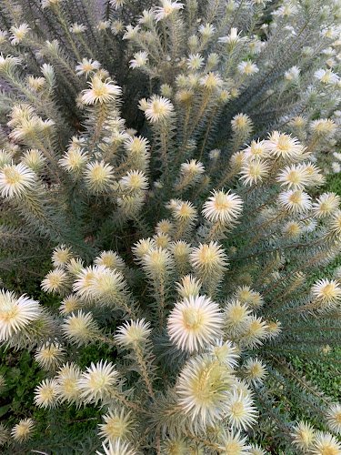 Comentarii opinii despre GreenBow Flora