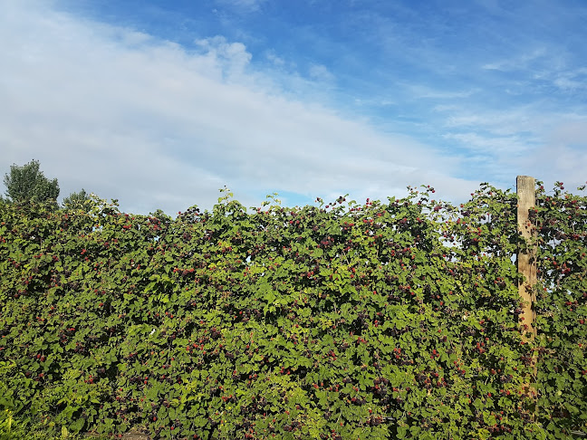 Comentarii opinii despre Bell Road Berries