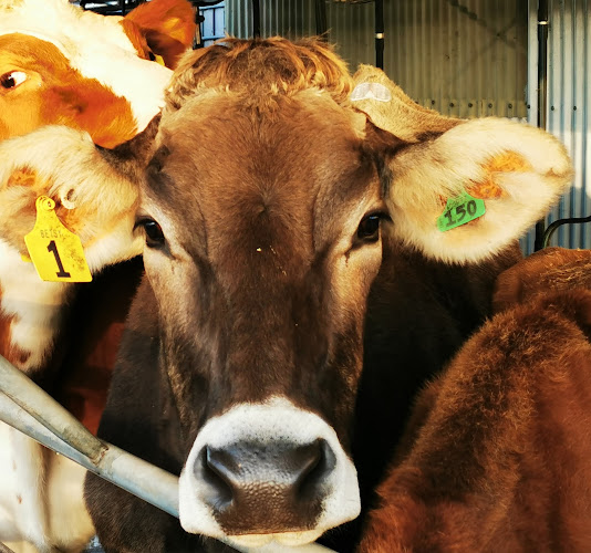 Otago Fresh Milk - Hospitality and gastronomy