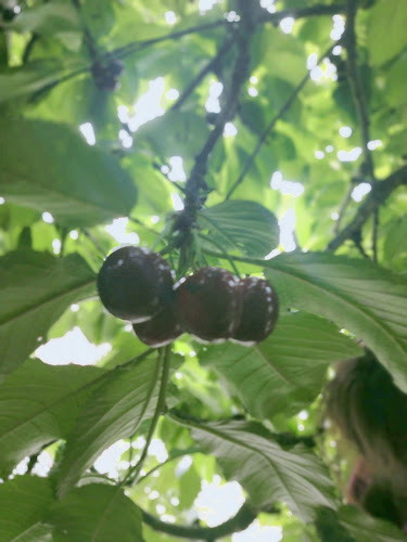 Gracebrook Orchard Phone number